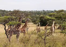 turistipercaso uganda-wxkxr