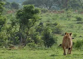 turistipercaso uganda-xjryc
