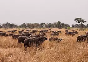turistipercaso uganda-y9fsg