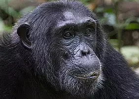 turistipercaso uganda-zfhbd