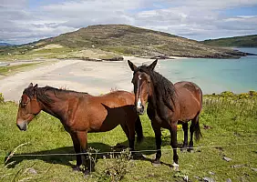 turistipercaso ulster-tb3gs