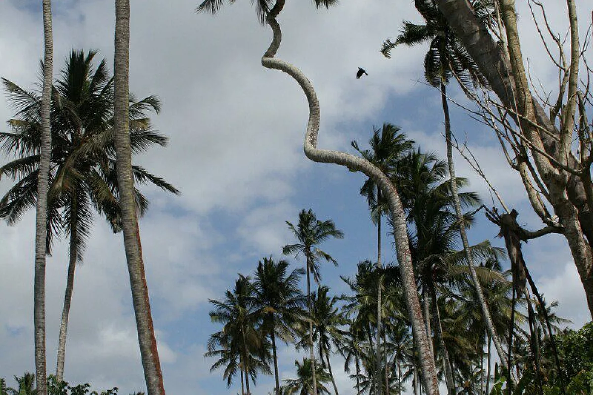 Tanzania Parchi del nord in agosto