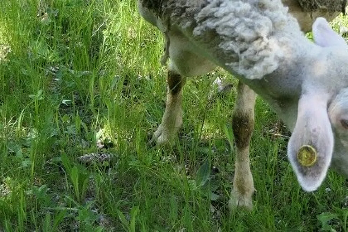 Vallone di Saint Marcel: capra e cavoli