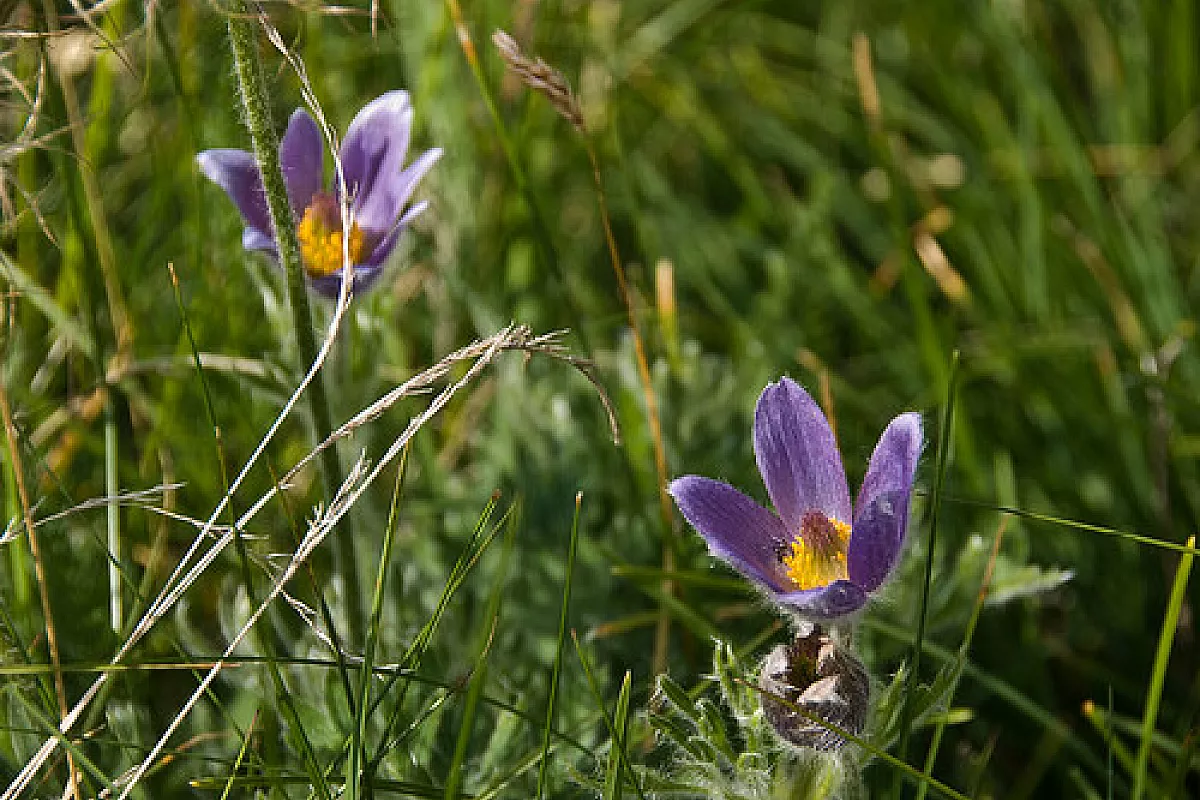 Fuga in Valle d’Aosta