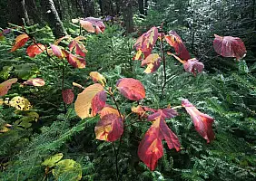 turistipercaso vermont-422h3