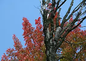 turistipercaso vermont-pngff