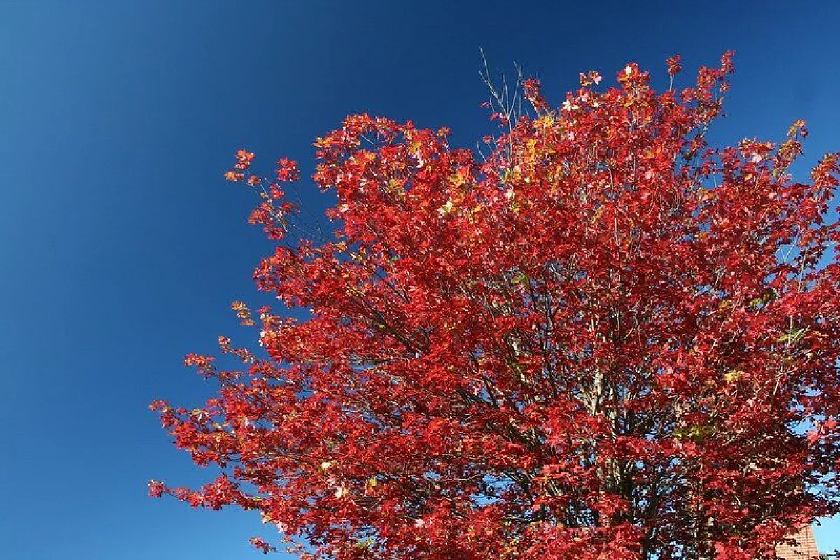 Vermont in fiamme