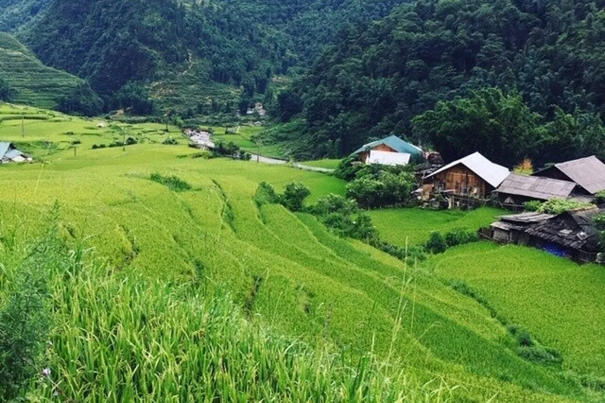 Risaie a Sa Pa Vietnam