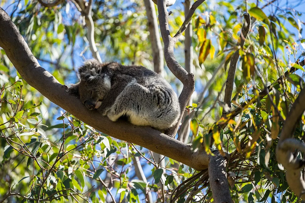 Cartoline dal Down Under