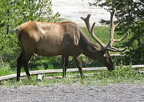 turistipercaso yellowstone-7hcdd