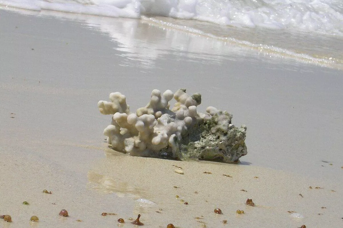 Natura e folclore a Zanzibar