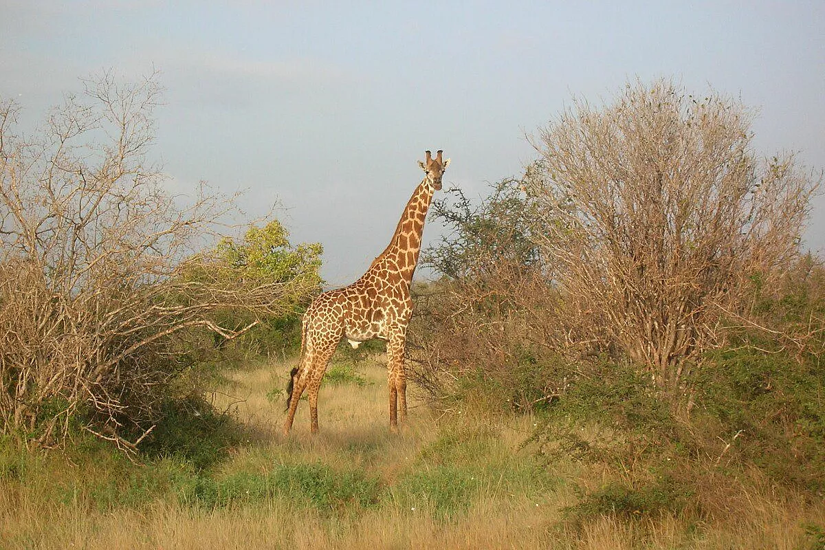 Malindi e kenya in febbraio