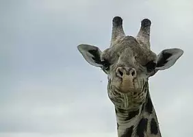 turistipercaso zambia-156xy