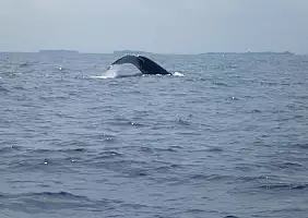 turistipercaso zanzibar-qyvgx