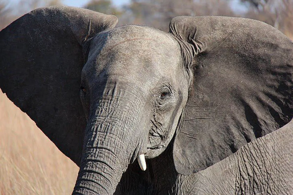 Hwange NP elefante