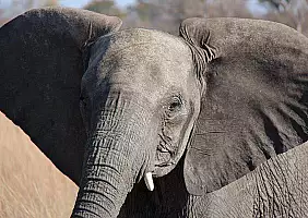 turistipercaso zimbabwe-h23y7