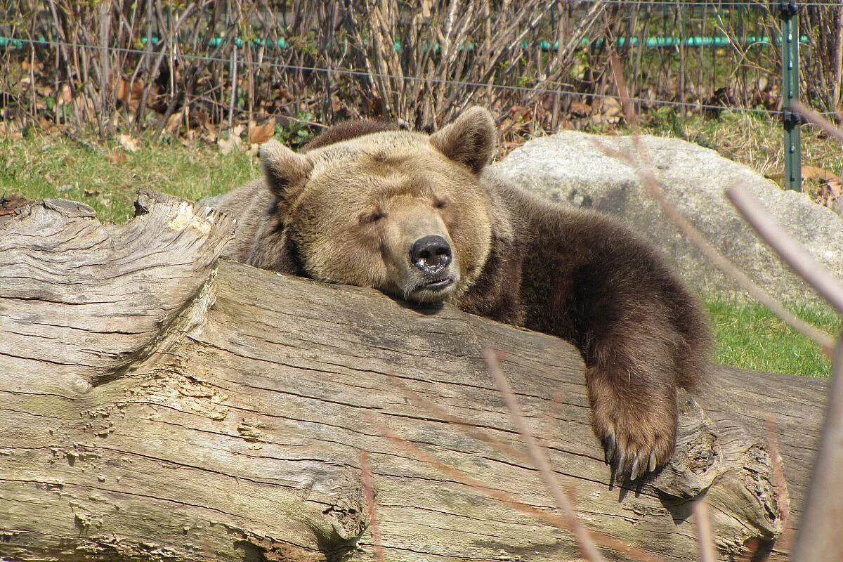 Zoo di berlino