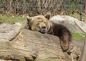turistipercaso zoo-di-berlino-zoo-93fta