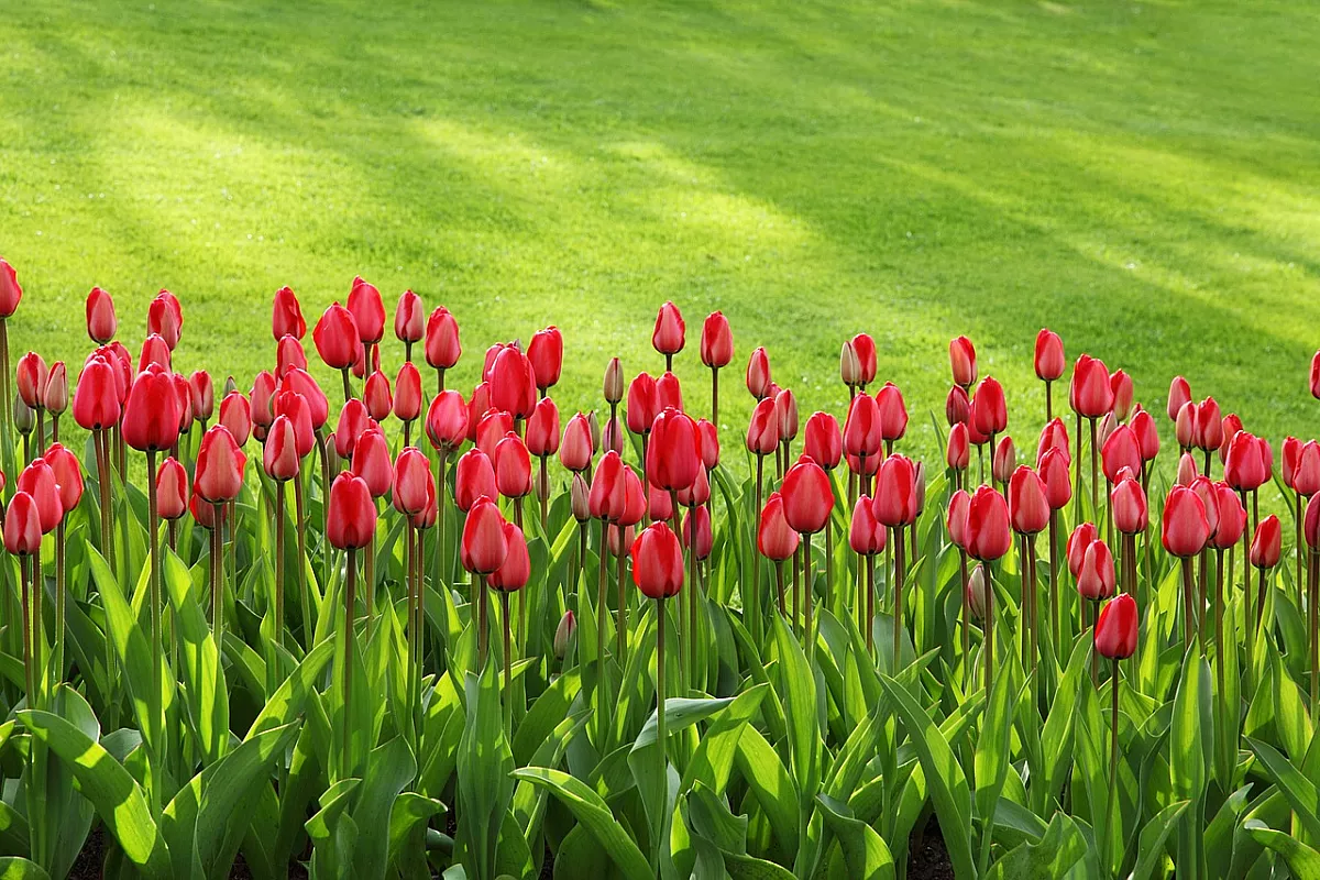 Campo di Tulipani