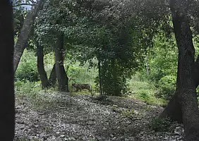 turistipercaso Centro_visita_del_lupo_4_