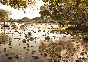 turistipercaso Cavallini,Della,Giara,,Giara,Di,Gesturi,Basaltic,Upland,,Marmilla,,Medio