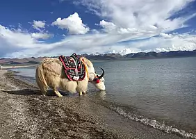 turistipercaso tibet-fai-da-te (2)