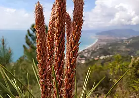 turistipercaso Sentiero delle Portatrici di Ardesie, Liguria