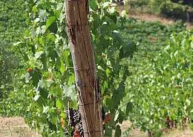 turistipercaso Chianti in 2 giorni
