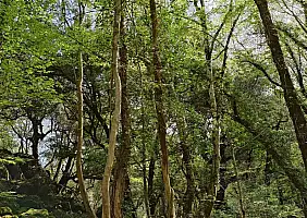 turistipercaso bosco_03