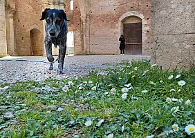 turistipercaso s.galgano_01