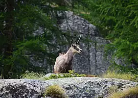 turistipercaso Stambecco