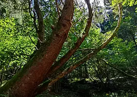 turistipercaso albero
