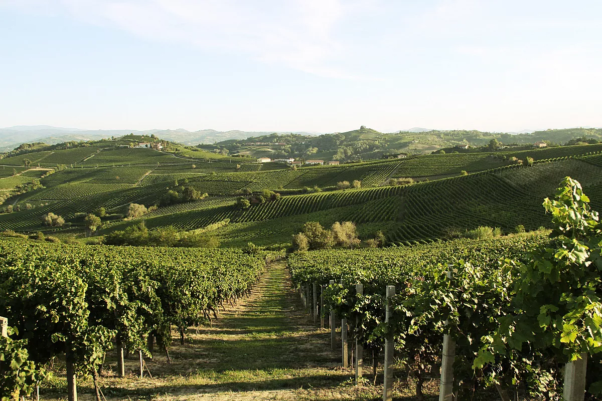 Brachetto d'Acqui, un vigneto