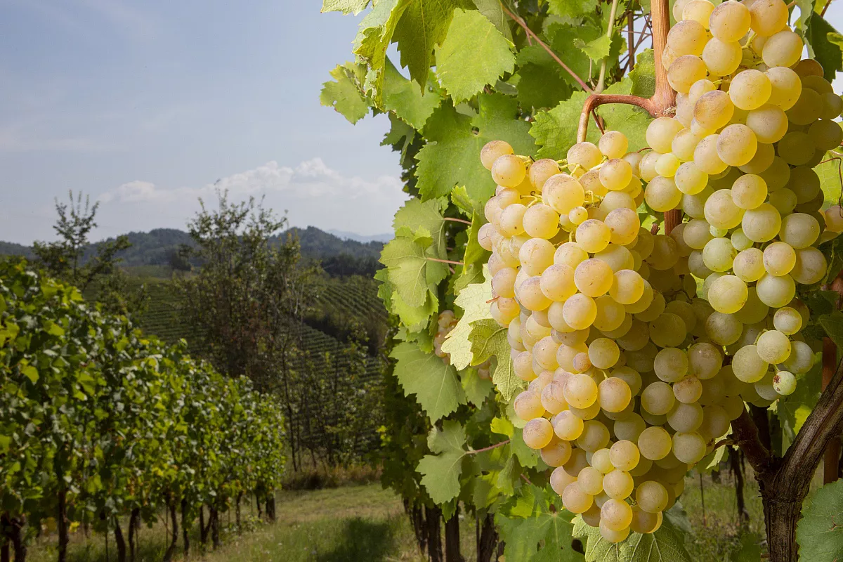 Uva del Gavi