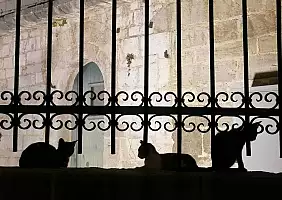 turistipercaso gatti
