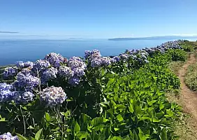 turistipercaso Ortensie_isola_di_Faial