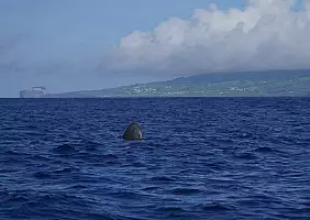 turistipercaso Pico_Balene