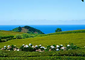 turistipercaso SAo_Miguel_Gorreana
