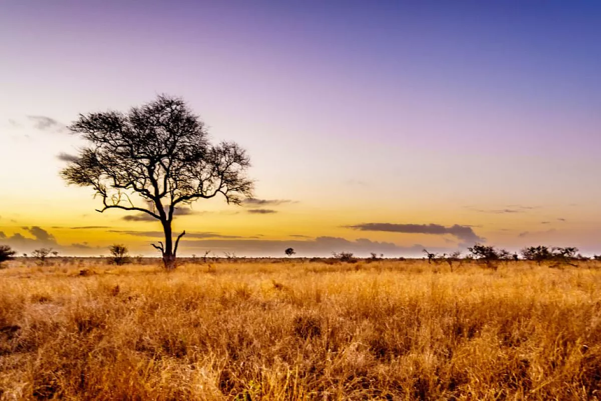 Safari in Africa