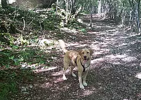 turistipercaso instancabilie_mascotte