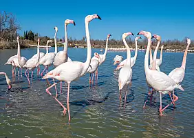 turistipercaso Wild greater flamingos (Phoenicopterus roseus), Parc Ornithologique du Pont de Gau,...