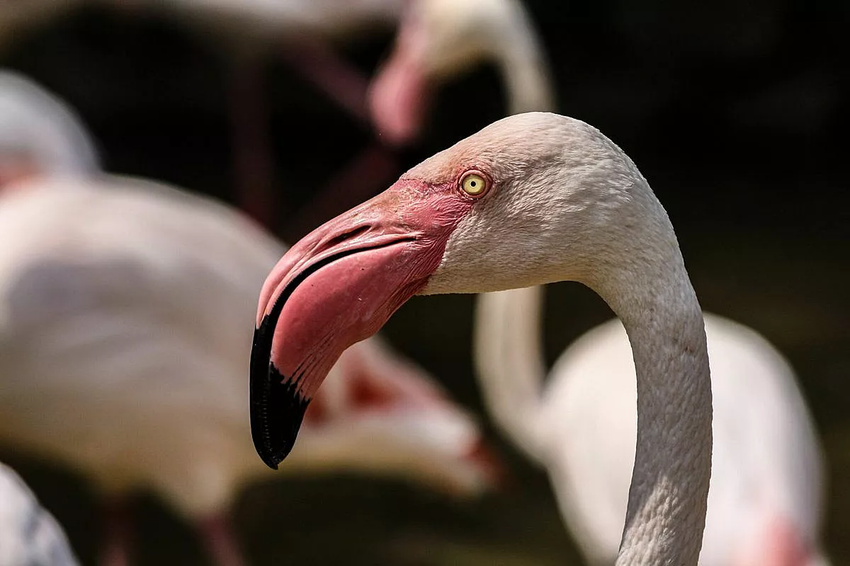 Zoo di Pistoia