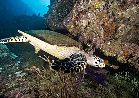 turistipercaso Action,Shot,Of,An,Endangered,Hawksbill,Turtle,Swimming,Down,The