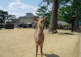 turistipercaso Nara