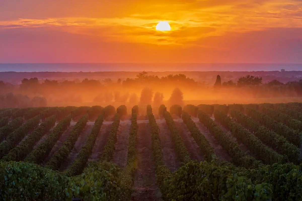 Bolgheri Sassicaia