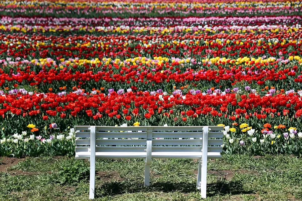Tulipark Roma