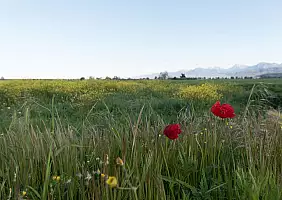 turistipercaso Pisa e dintorni (43)