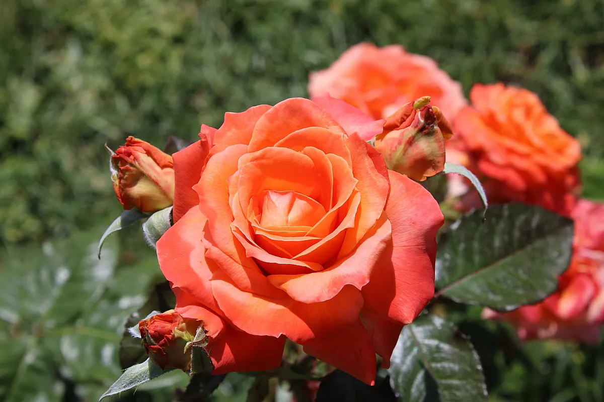 Le rose dell'Aventino