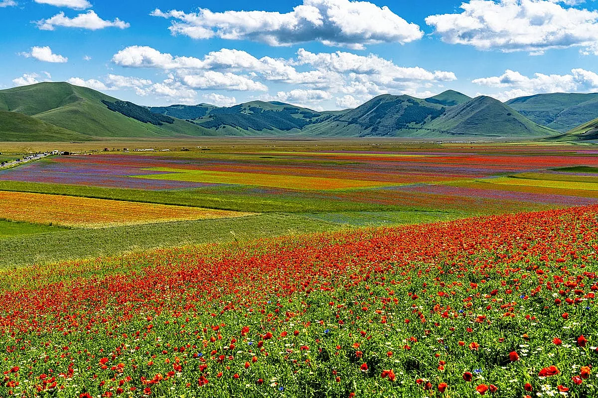 fioritura di castelluccio