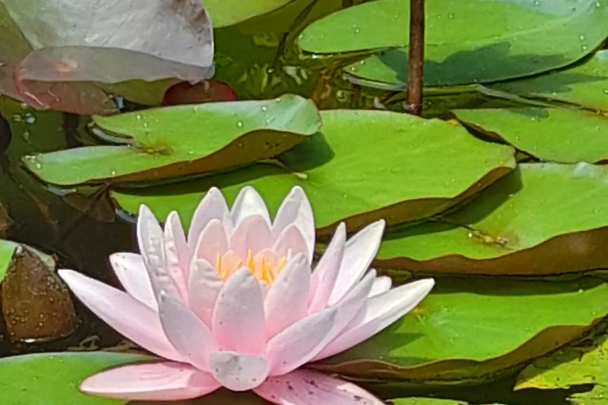 Ninfee al Giardino dei Semplici di Firenze